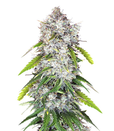 Papaya Cookies Auto fem (FastBuds) семена конопли