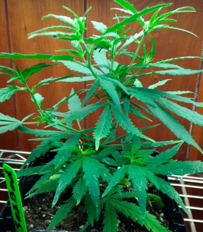 SexBud fem (Female Seeds) семена конопли
