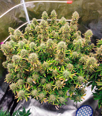 Семена конопли сорта Snow Star Auto