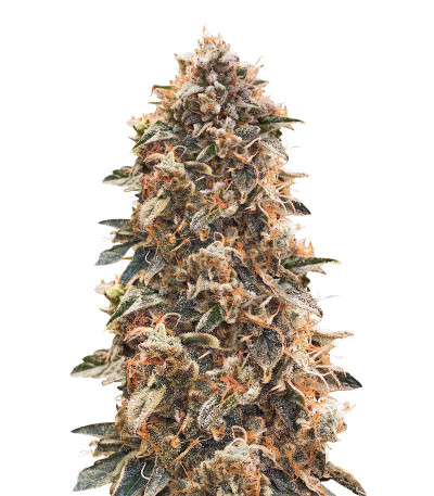 Super Glue #4 Auto fem (High Speed ​​Buds) семена конопли