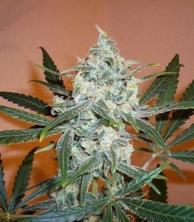 Super Lemon Haze fem (Green House Seeds) семена конопли