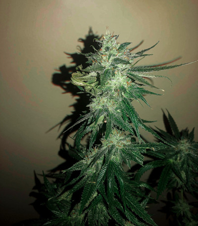 The New fem (Humboldt Seeds) семена конопли