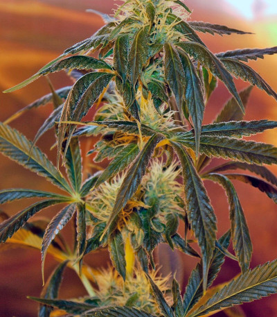 Top Dawg fem семена конопли