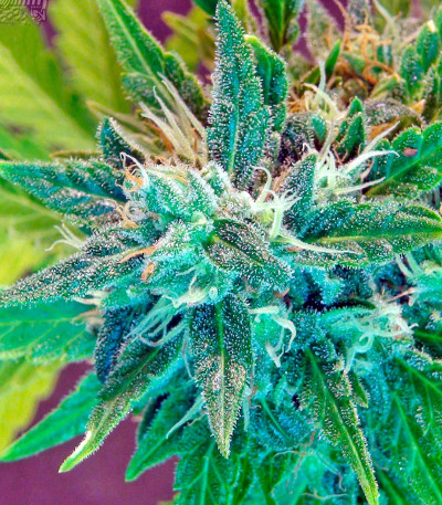 White Domina Max Auto fem семена конопли