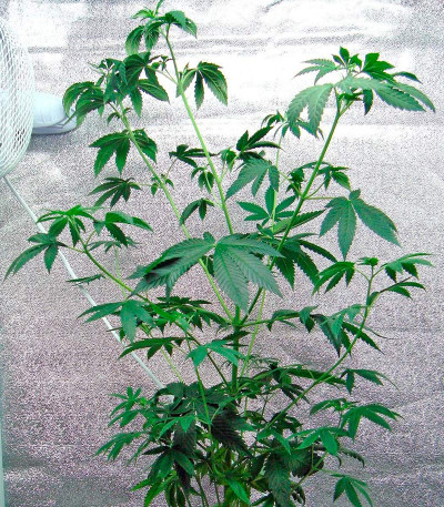 White Rhino fem (Nirvana Seeds) семена конопли