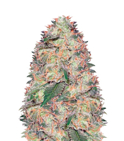 White Widow fem (Vision Seeds) семена конопли
