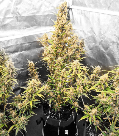 Zkittlez Auto fem (Cali Buds Seeds) семена конопли