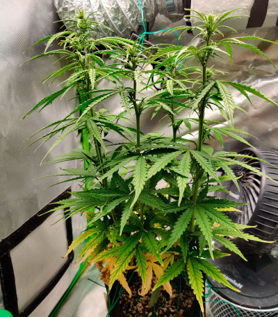 Auto Northern Lights XXL fem (00 Seeds) семена конопли