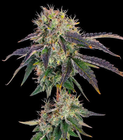 Baller's Game fem (Ethos Genetics) семена конопли