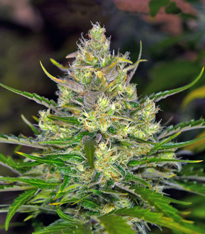 Jack 47 F1 Fast Version fem (Sweet Seeds) семена конопли