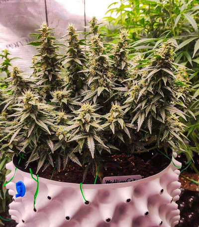 Wedding Cake Autoflower fem (Easy Grow Seeds) семена конопли