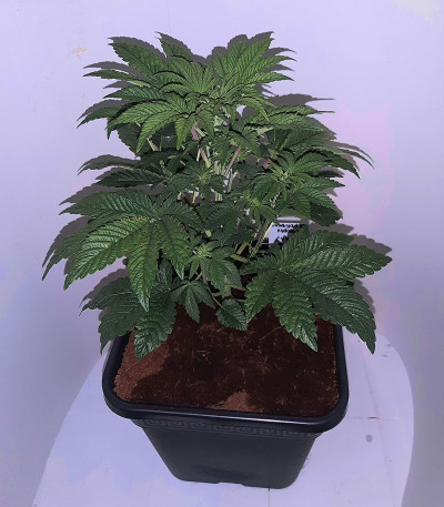 Tropicanna Banana fem (Barney's Farm) семена конопли