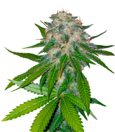 8 Ball Kush fem семена конопли