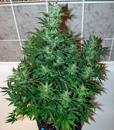 Auto Galaxy fem (Pyramid Seeds) семена конопли