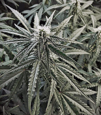 Auto Cheese Berry fem семена конопли