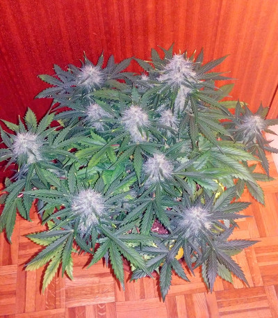 Auto White Widow fem (Dutch Passion) семена конопли