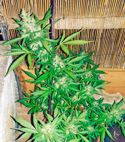 Auto White Widow fem (00 Seeds) семена конопли