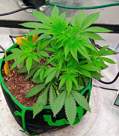 Семена конопли сорта Black Widow