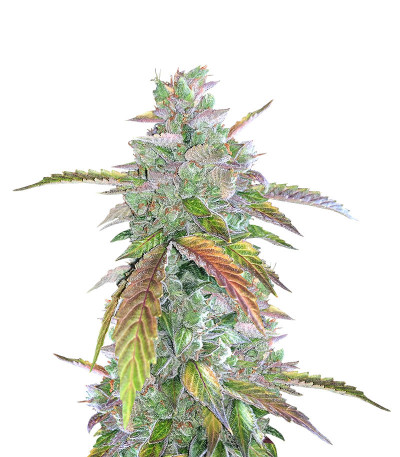 Bruce Banner Auto fem (Cali Buds Seeds) семена конопли