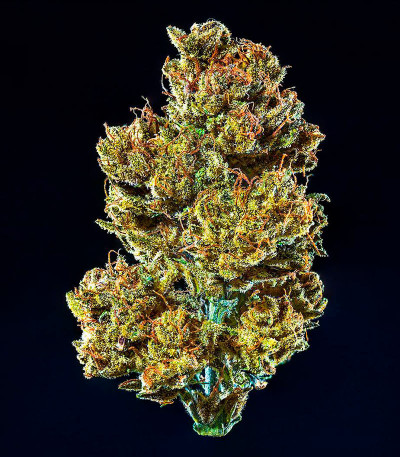 CBD Apple Betty Auto fem (Herbies Seeds) семена конопли