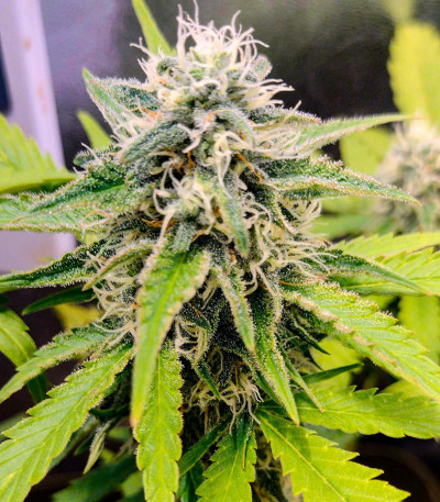 Do-Si-Dos Cookies fem (00 Seeds) семена конопли