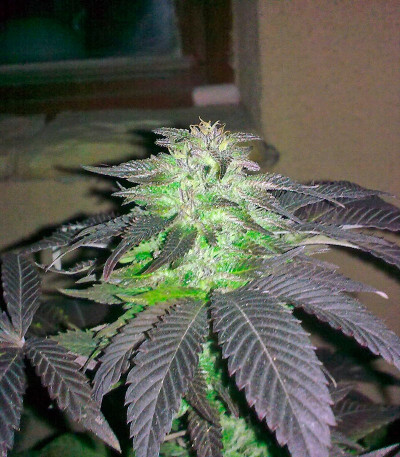 Durga Mata fem (Paradise Seeds) семена конопли