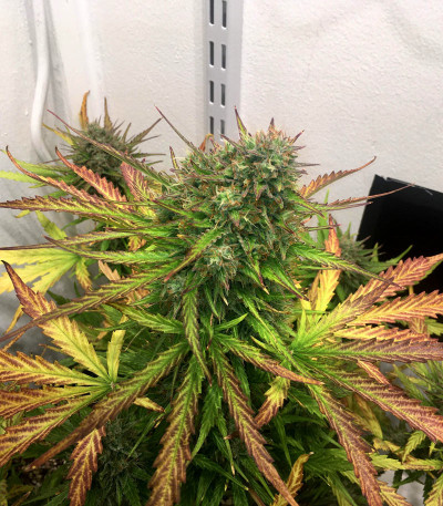 Original Glue Auto fem (Nirvana Seeds) семена конопли