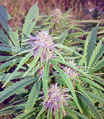 Frisian Dew fem семена конопли