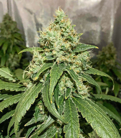 Glue Sherbert fem (AlphaFem Seeds) семена конопли