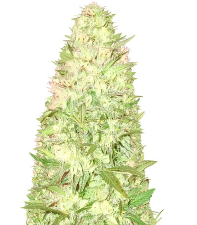 Goji Haze fem (Sumo Seeds) семена конопли