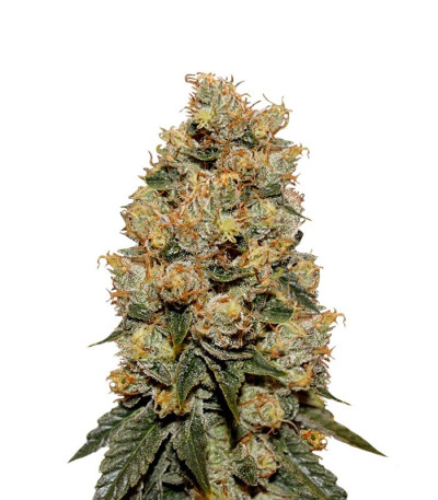 HulkBerry fem (Royal Queen Seeds) семена конопли