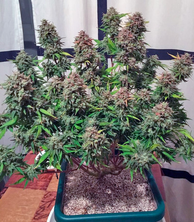 Killer Kush F1 Fast Version fem (Sweet Seeds) семена конопли