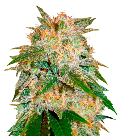 La Bella Afrodita fem (Delicious Seeds) семена конопли