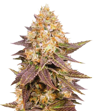 Lavender Best fem семена конопли