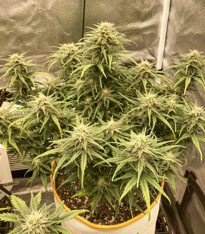 Original Trainwreck Auto fem (FastBuds) семена конопли