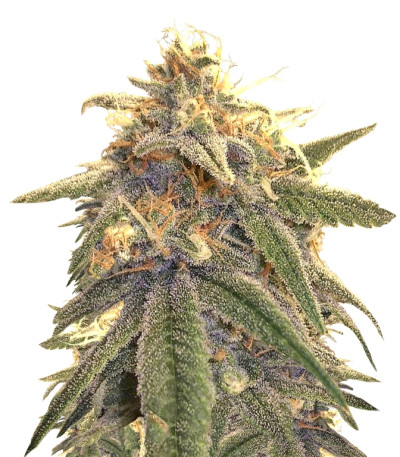 Peppermint Kush fem семена конопли