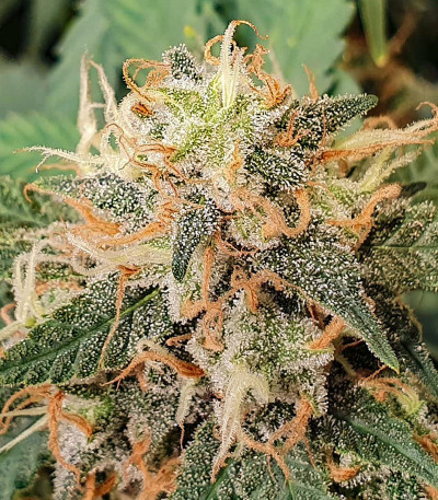 Russian Gold fem (Anaconda Seeds) семена конопли