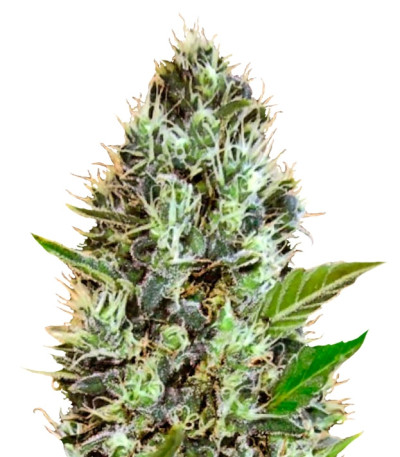 Auto Sunmango (Somango) fem семена конопли