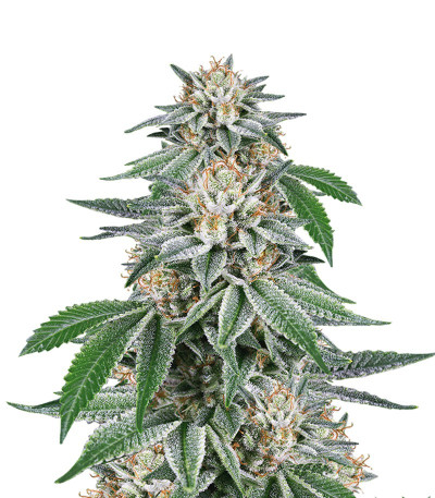 Сорт марихуаны Gorilla от Dinafem Seeds