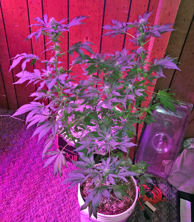 Ketama fem (World of Seeds) семена конопли