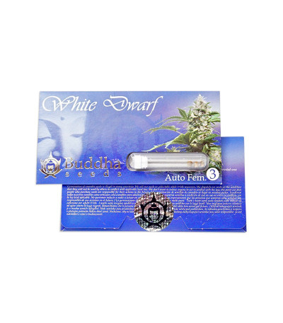 Buddha White Dwarf auto fem семена конопли