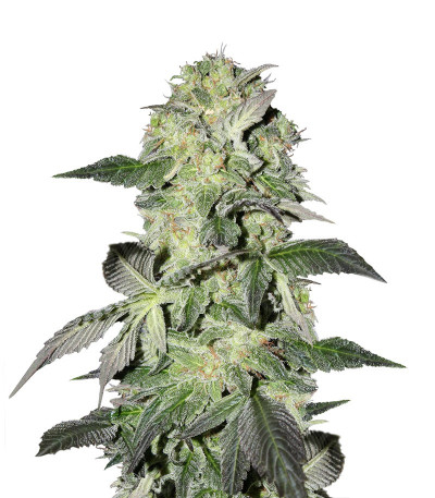 Buddha Calamity Jane auto fem (Buddha Seeds) семена конопли