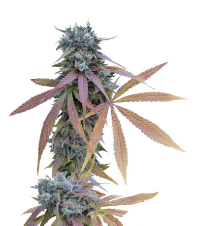 Купить семена конопли Blue Kush Autoflowering шишки