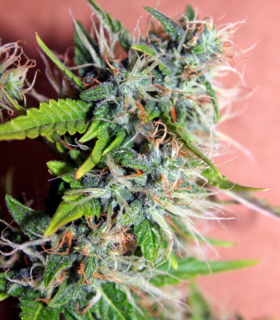 Auto Blueberry Berry fem семена конопли