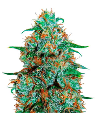 Critical Neville Haze Auto fem (Delicious Seeds) семена конопли