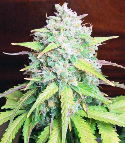Cream Caramel Auto fem (Sweet Seeds) семена конопли