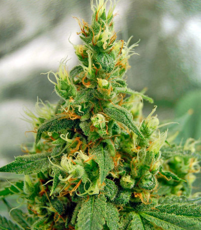 Dinamex fem семена конопли