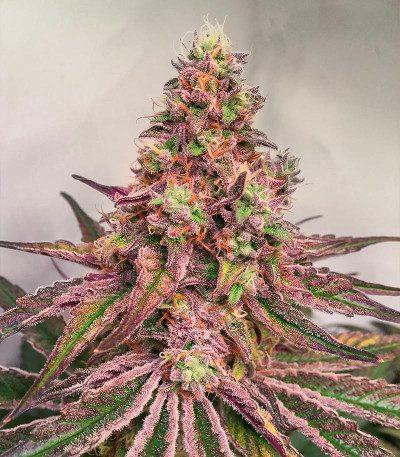 Glue Cookies fem (AlphaFem Seeds) семена конопли