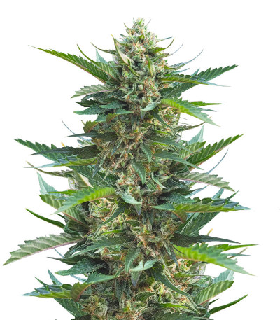 Gorilla Cookies Fast fem (High Speed ​​Buds) семена конопли