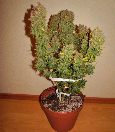 Grapefruit auto fem (FastBuds) семена конопли